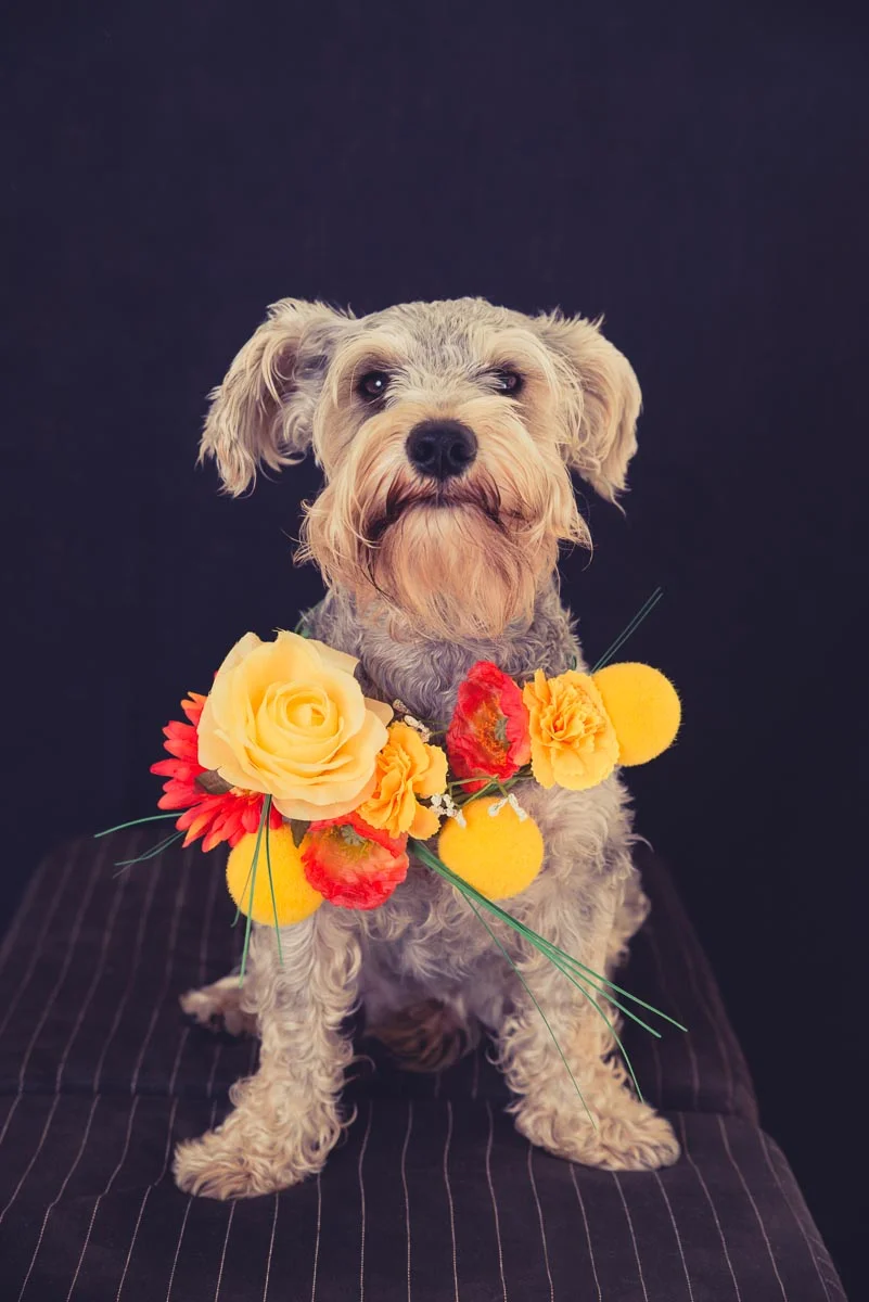2 schnauzers in Auckland studio — Yellow Lab Pet Photographer