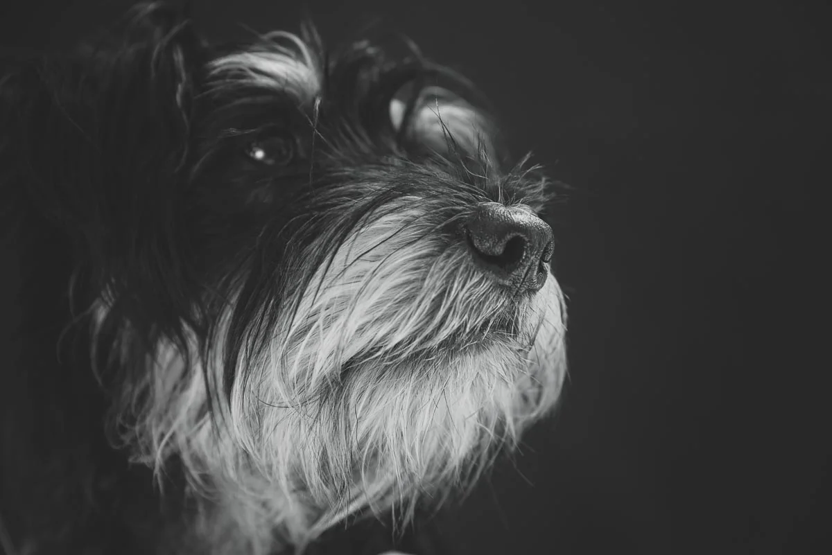 2 schnauzers in Auckland studio — Yellow Lab Pet Photographer