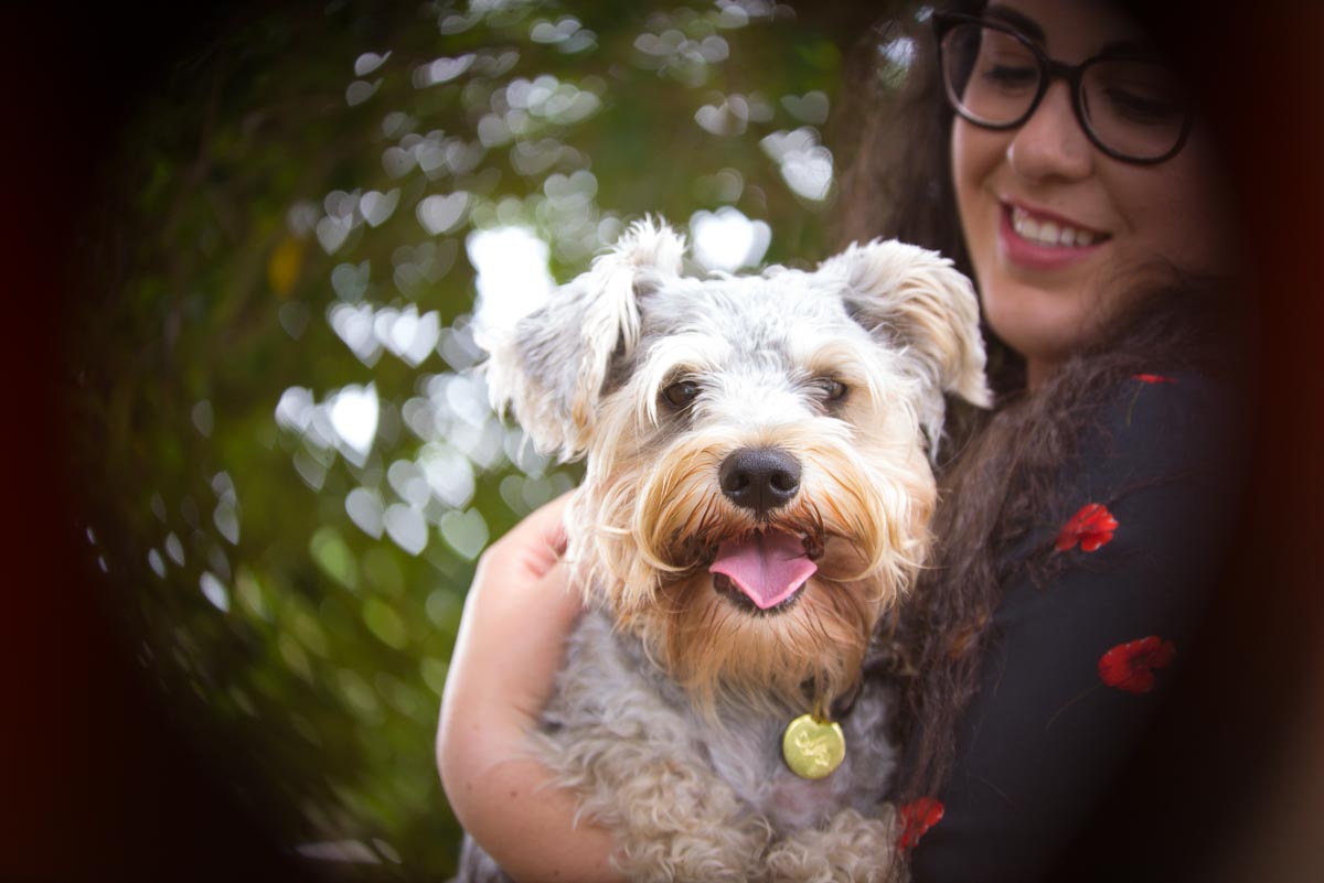 2 schnauzers in Auckland studio — Yellow Lab Pet Photographer