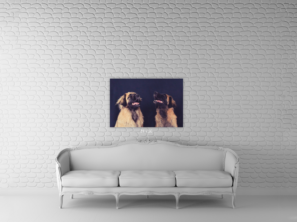  dog photographer auckland, dog photography auckland, auckland photographer, gift idea for dog lover, pet photoshoot, dog wall art, dog photo on wall, yellow lab pet photo, leonberger 