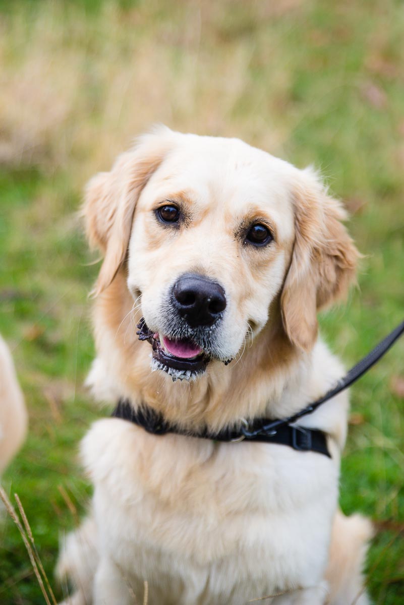 Golden retriever pics in One Tree Hill — Yellow Lab Photographer