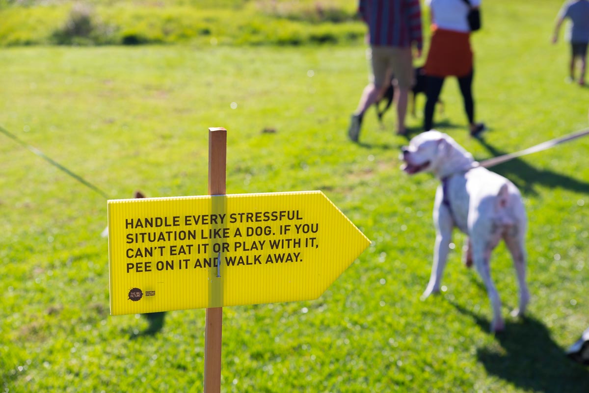 Auckland Big Dog Walk 2019 pics — Yellow Lab Pet Photographer