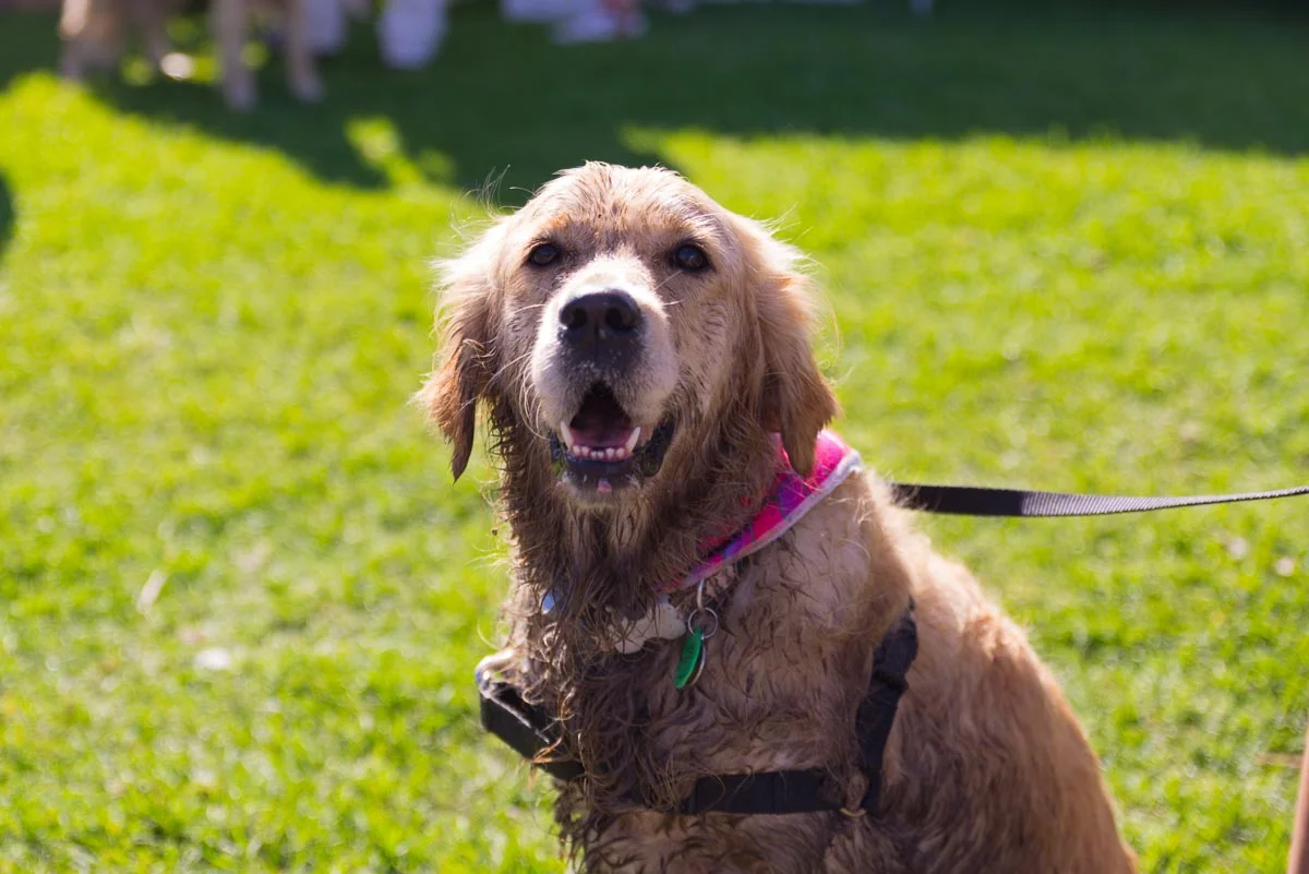Auckland Big Dog Walk 2019 pics — Yellow Lab Pet Photographer