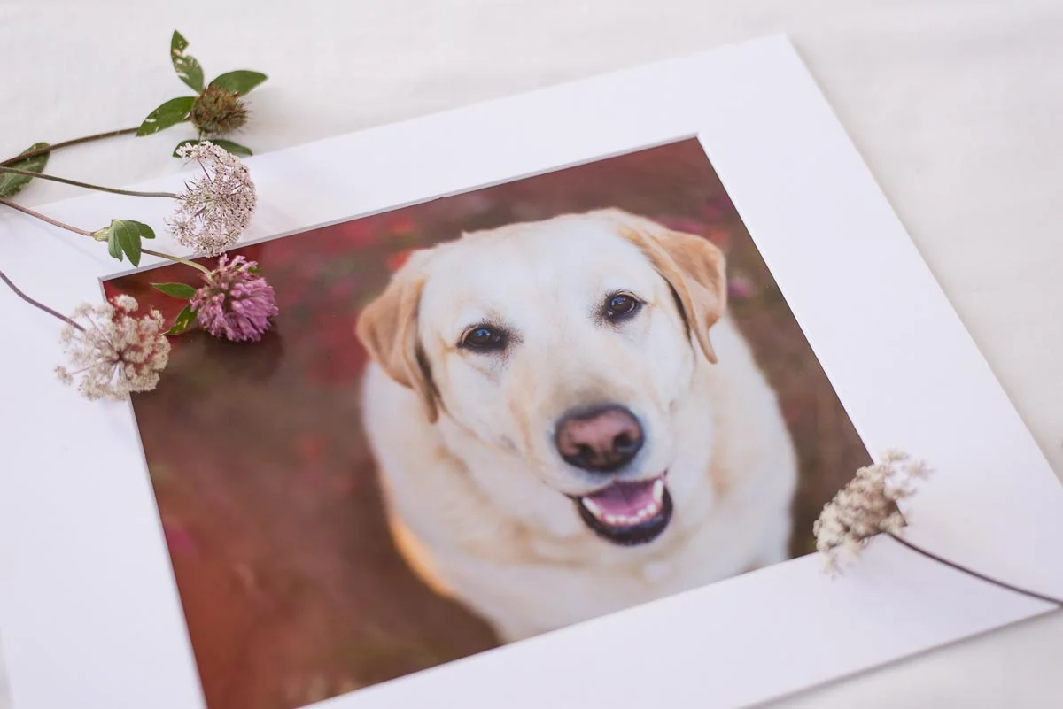 Family mini photoshoot event — Yellow Lab Pet Photographer