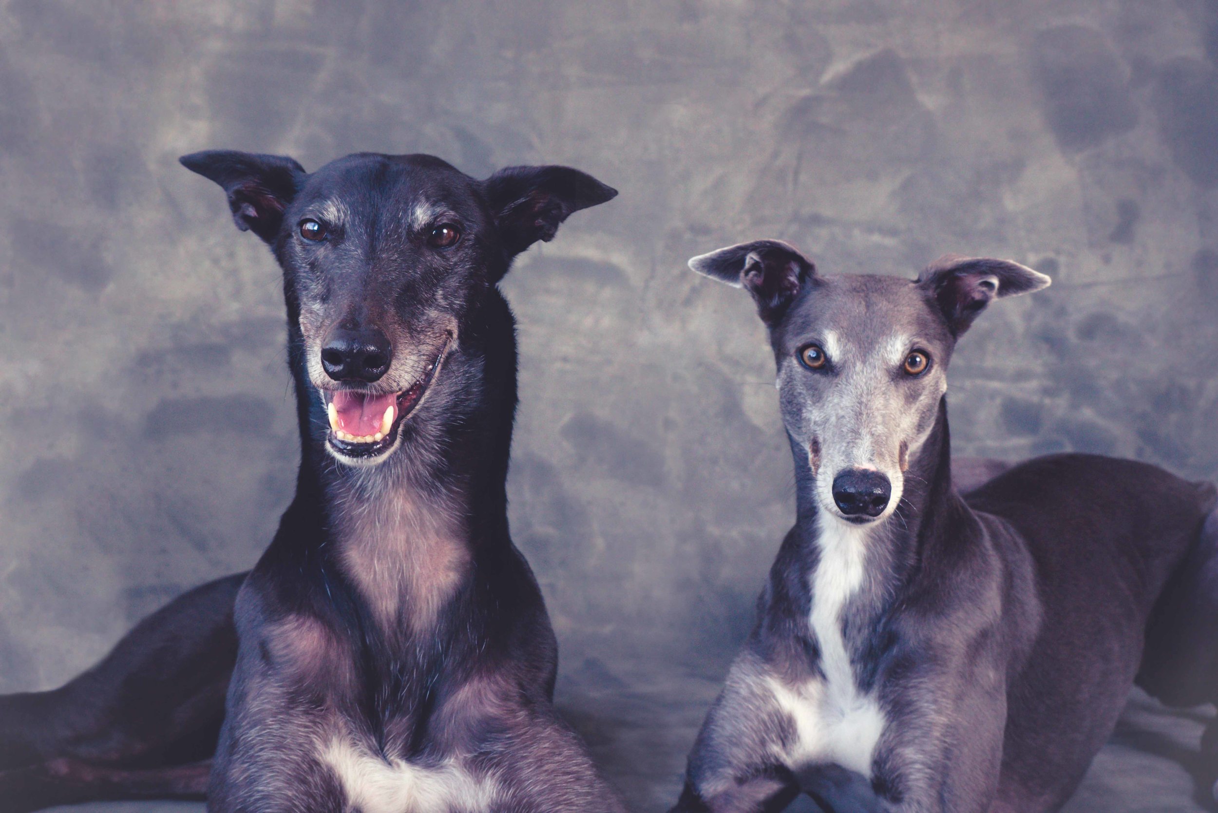 Jesse and Lani, the greyhounds have beautiful portraits made in studio