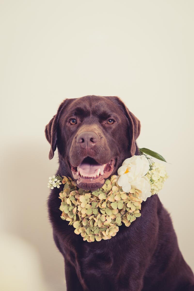 hamilton dog with flowers