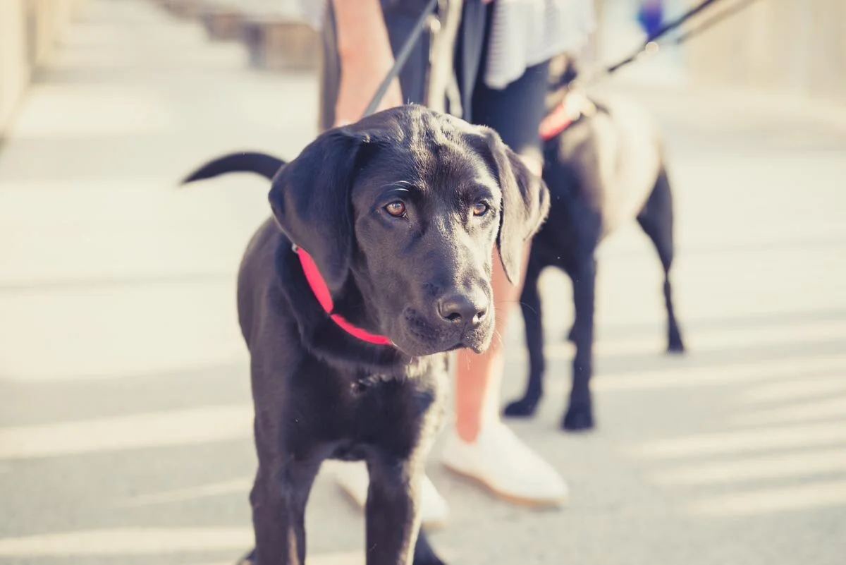 Labradors take over Hobsonville Point — Yellow Lab Pet Photographer