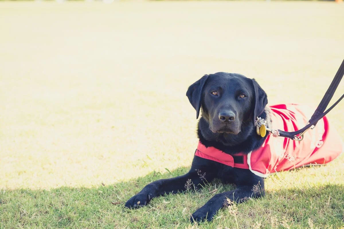Labradors take over Hobsonville Point — Yellow Lab Pet Photographer