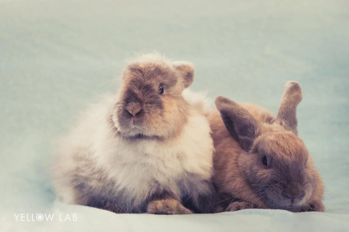 Bunny photography at SPCA — Yellow Lab Pet Photographer