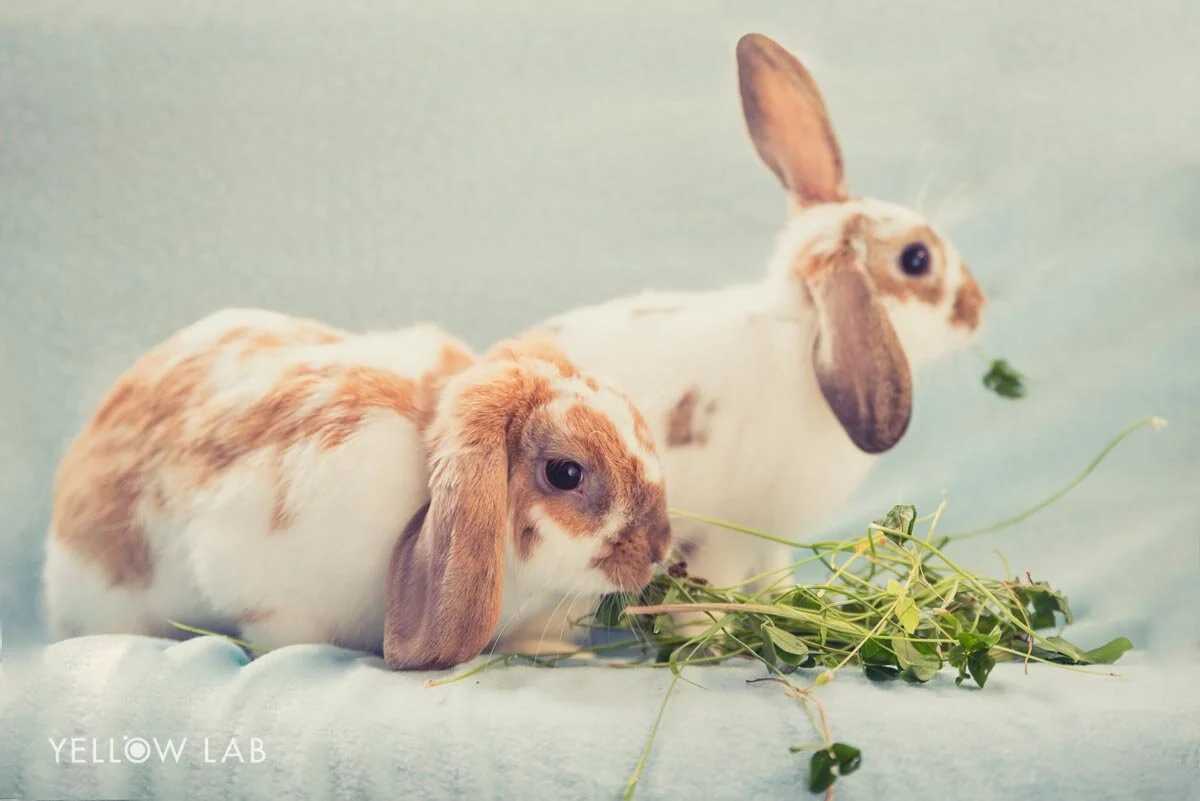 Bunny photography at SPCA — Yellow Lab Pet Photographer