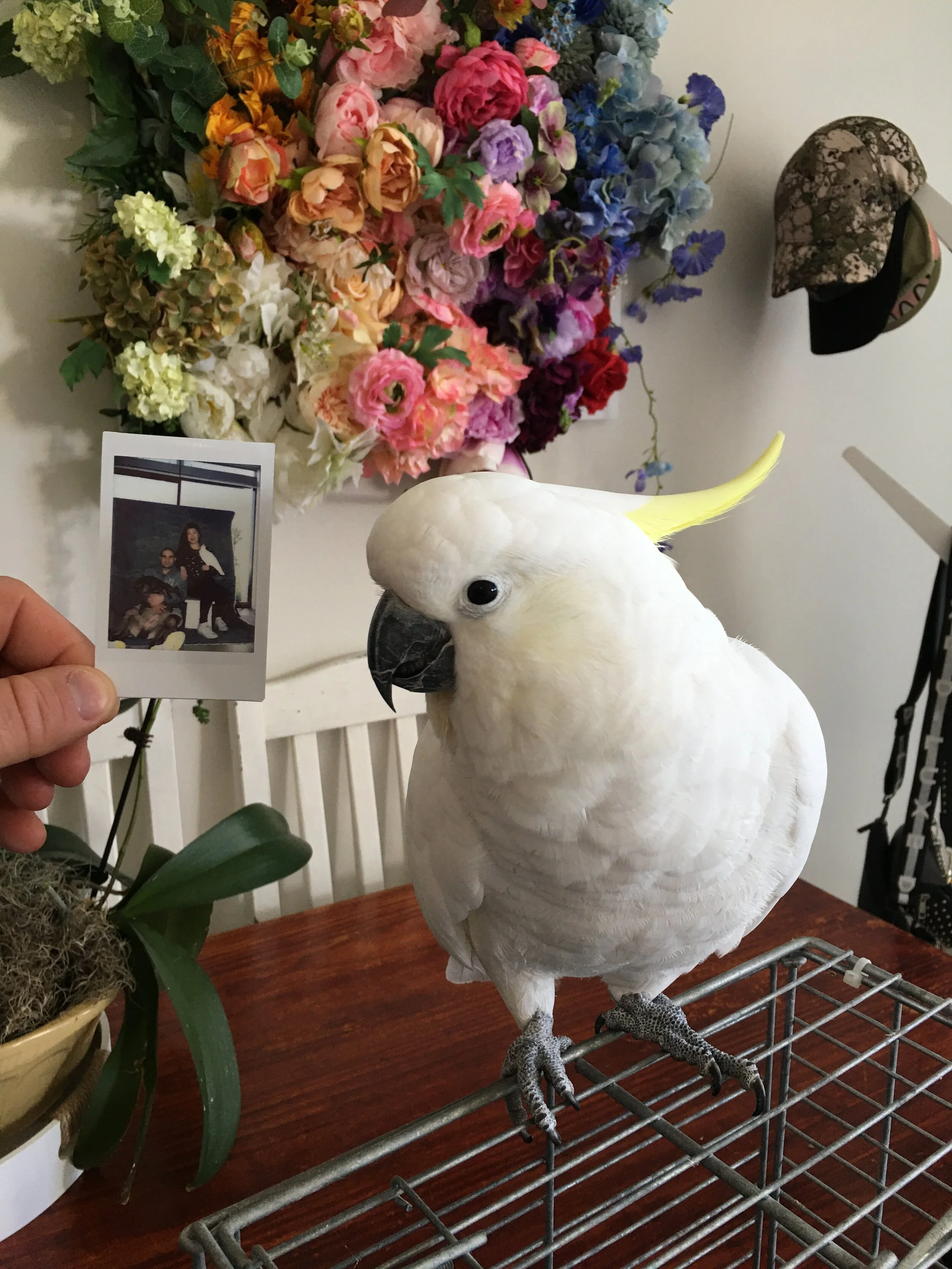 cockatoo photoshoot