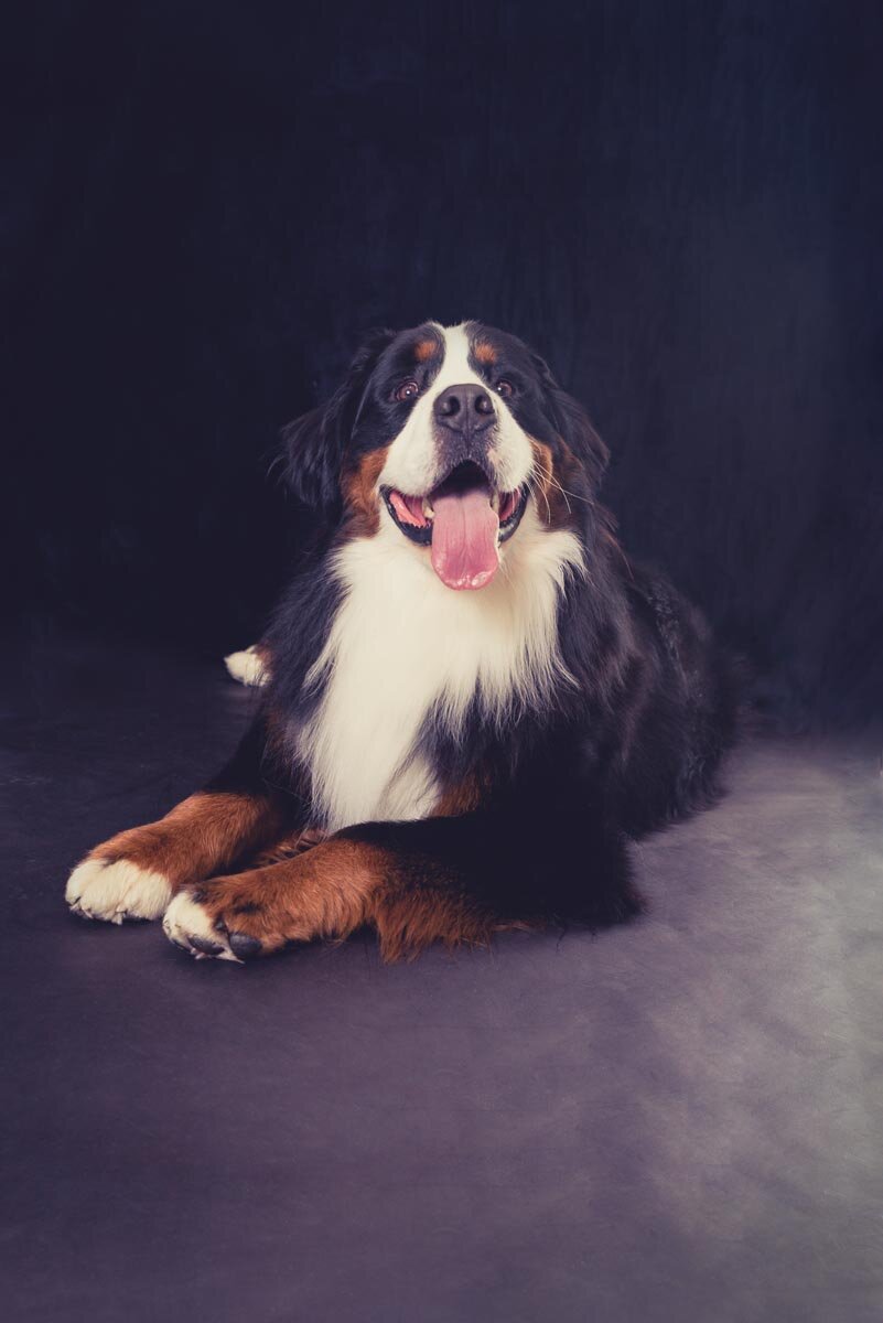 dog portrait auckland (Copy)