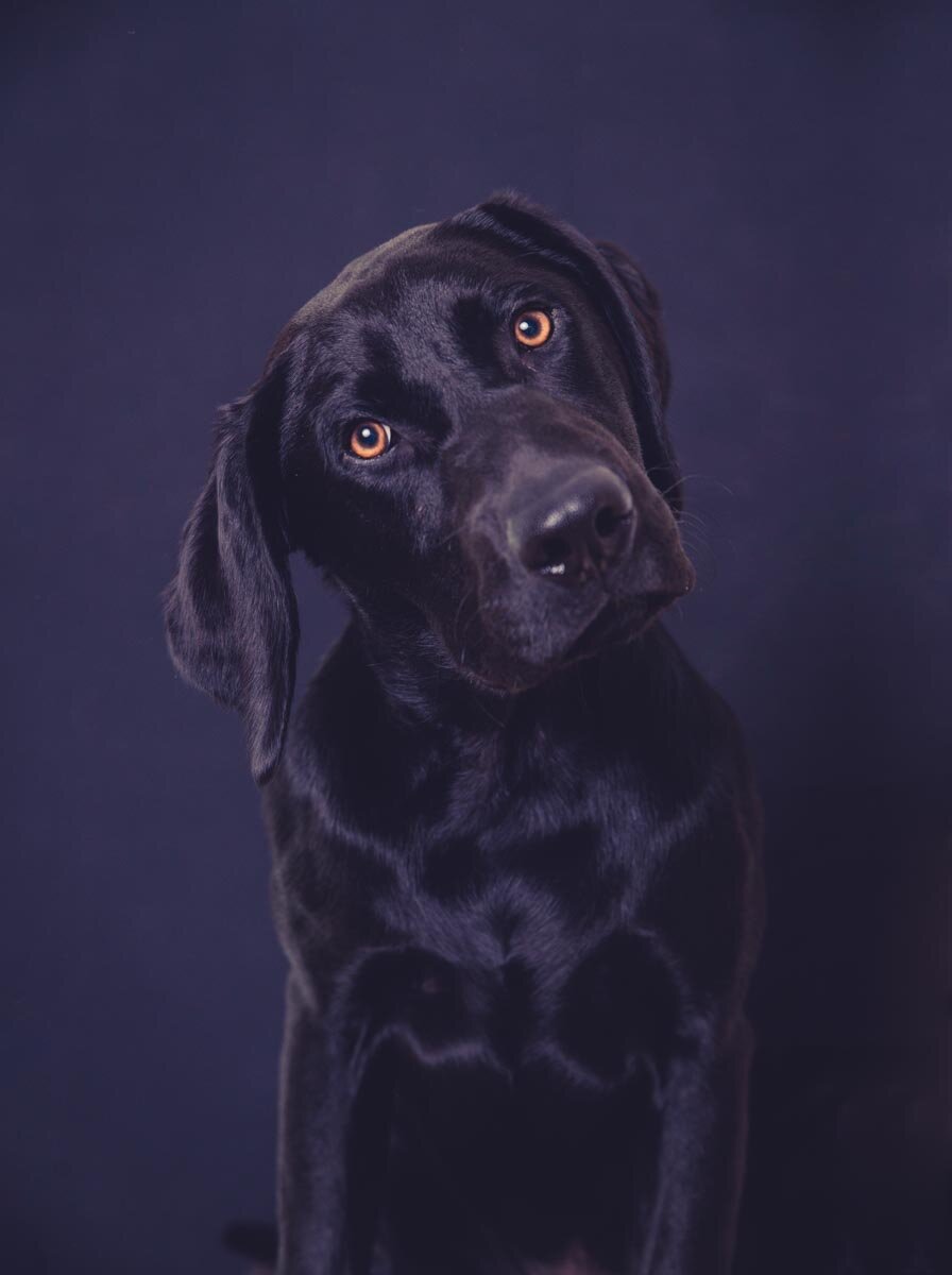 black dog portrait  (Copy)