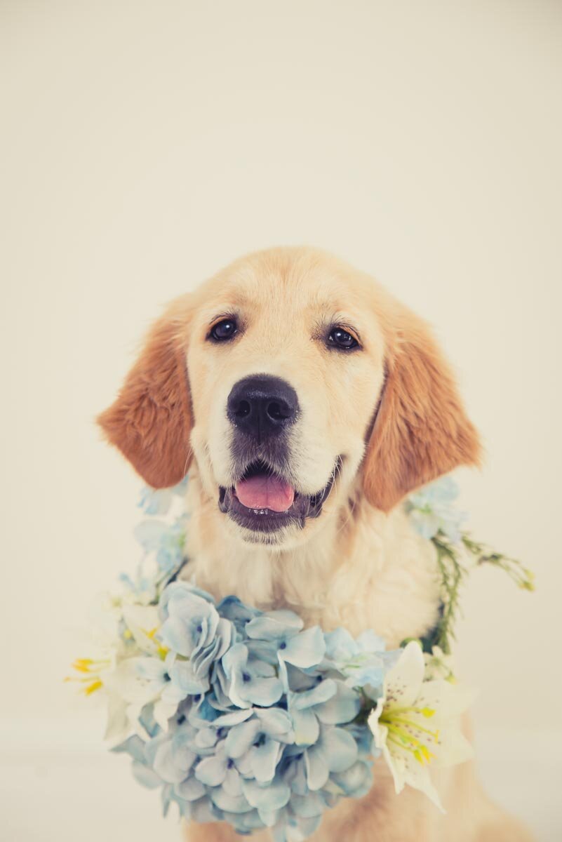flower crown dog