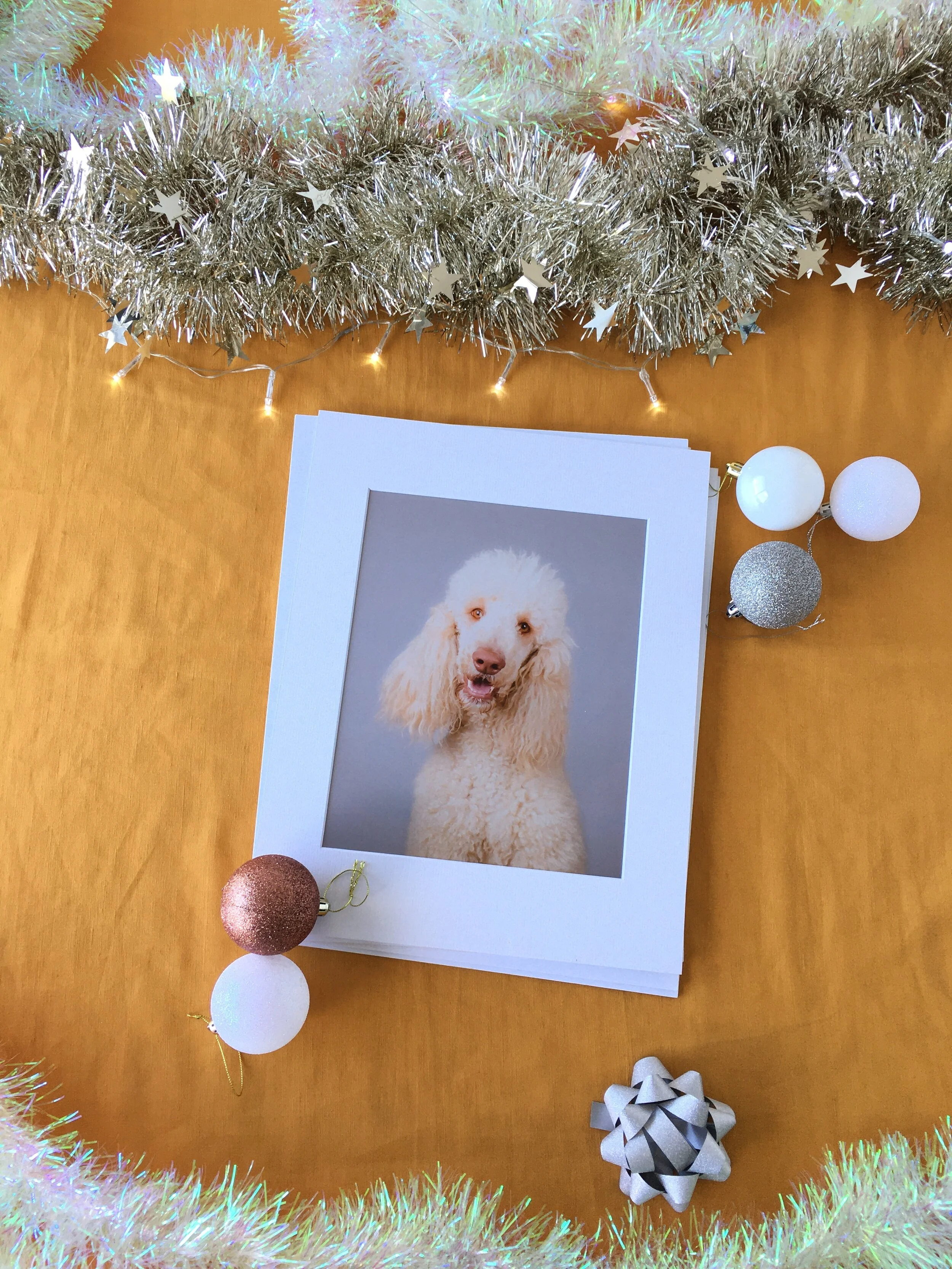 Gift dog photoshoot for Christmas 2021