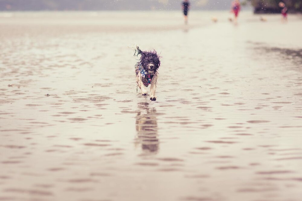 dog beach photoshoot