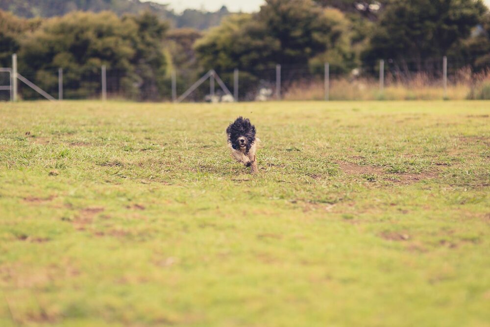 off lead dog park