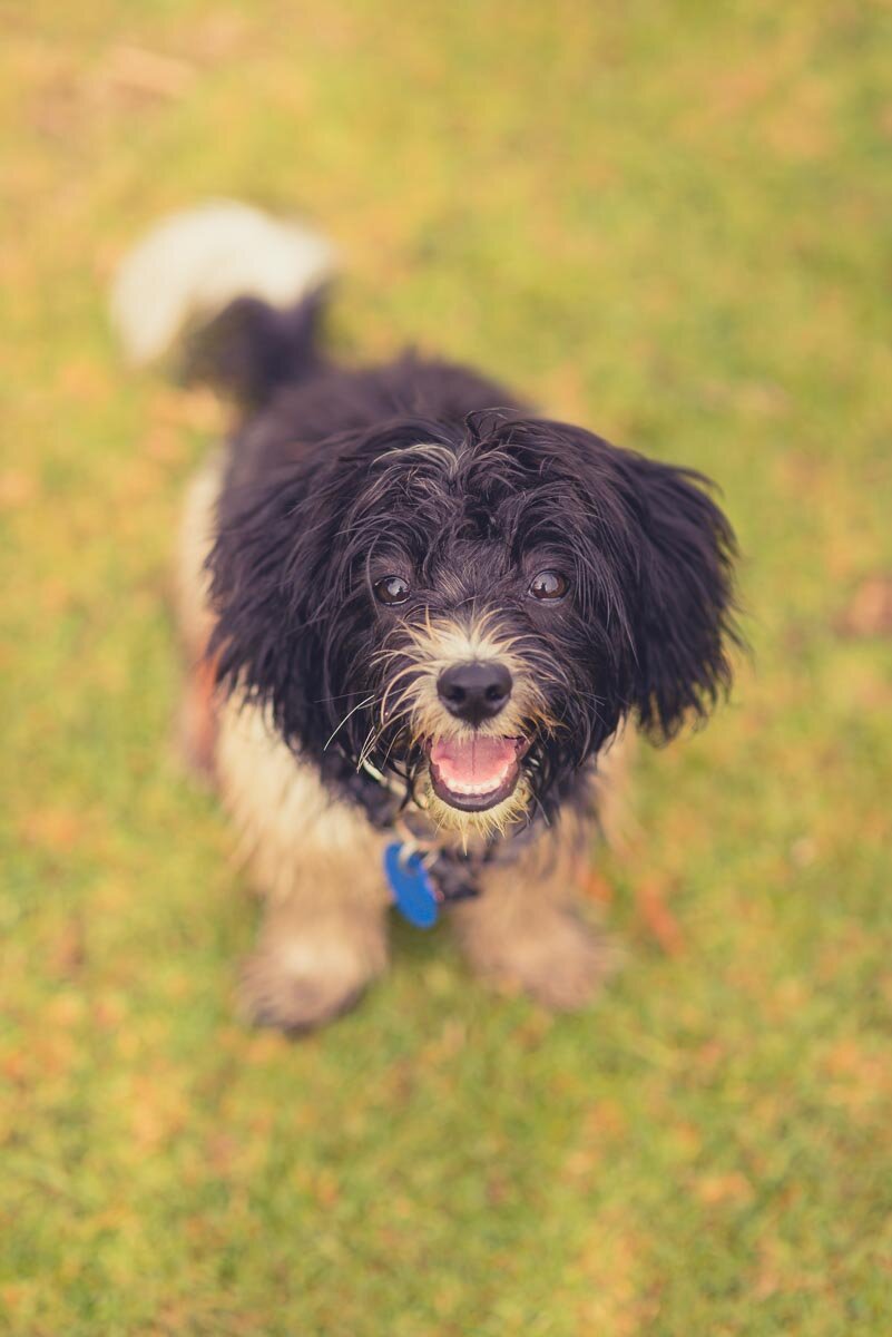 dog portrait park