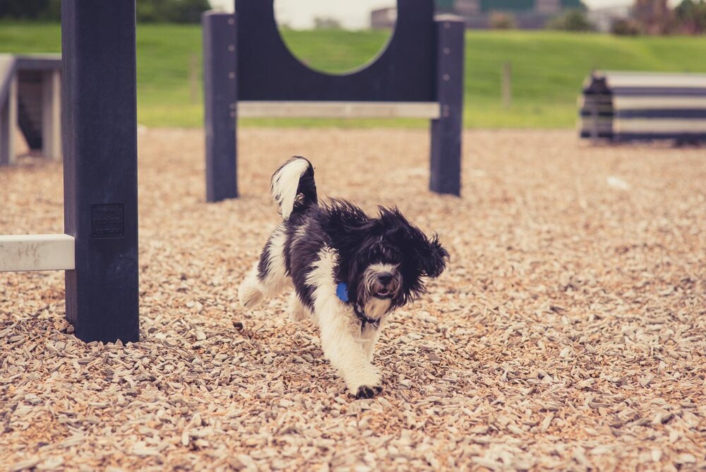 dog agility park