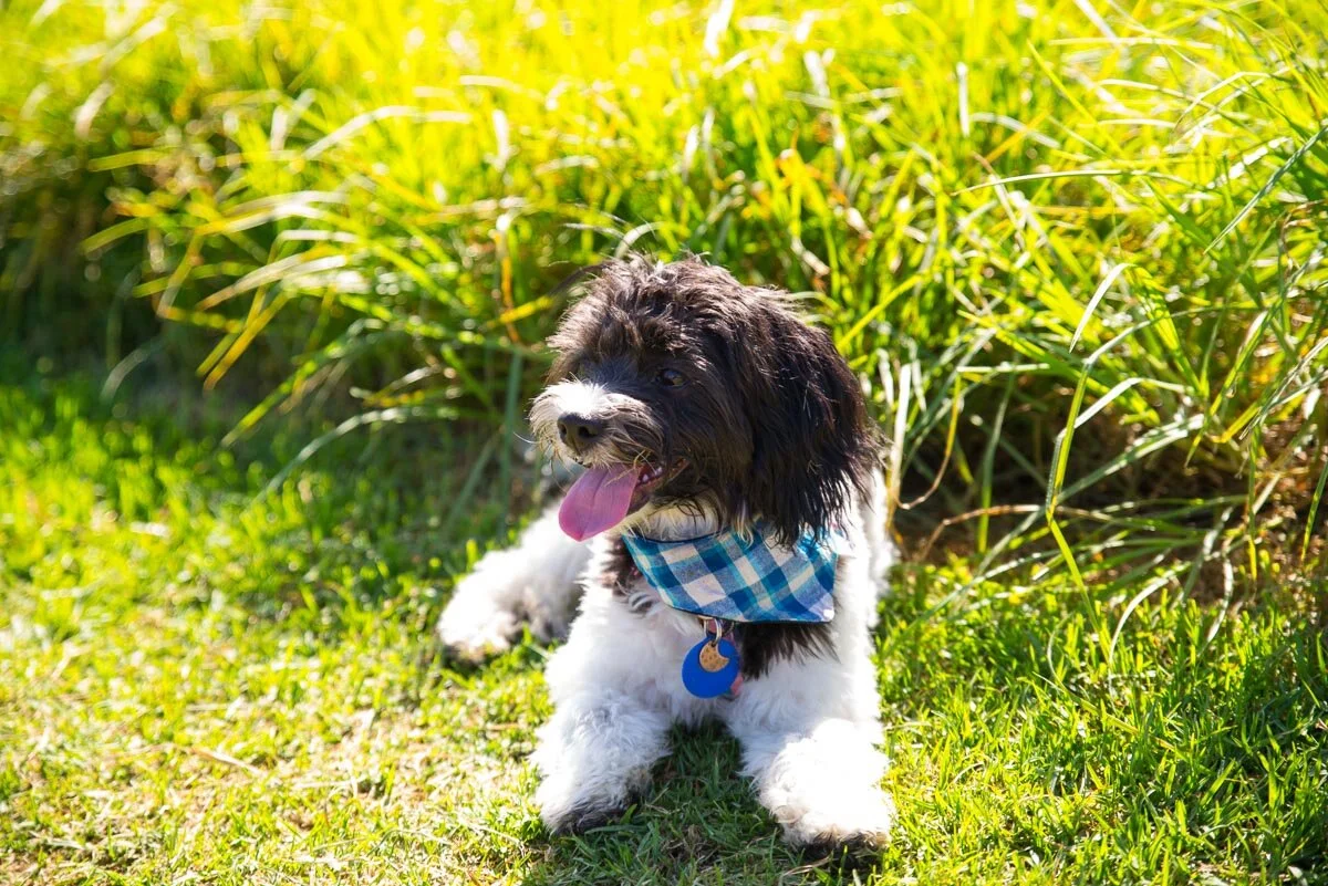 Best off lead dog walks in Auckland, with photos — Yellow Lab Pet