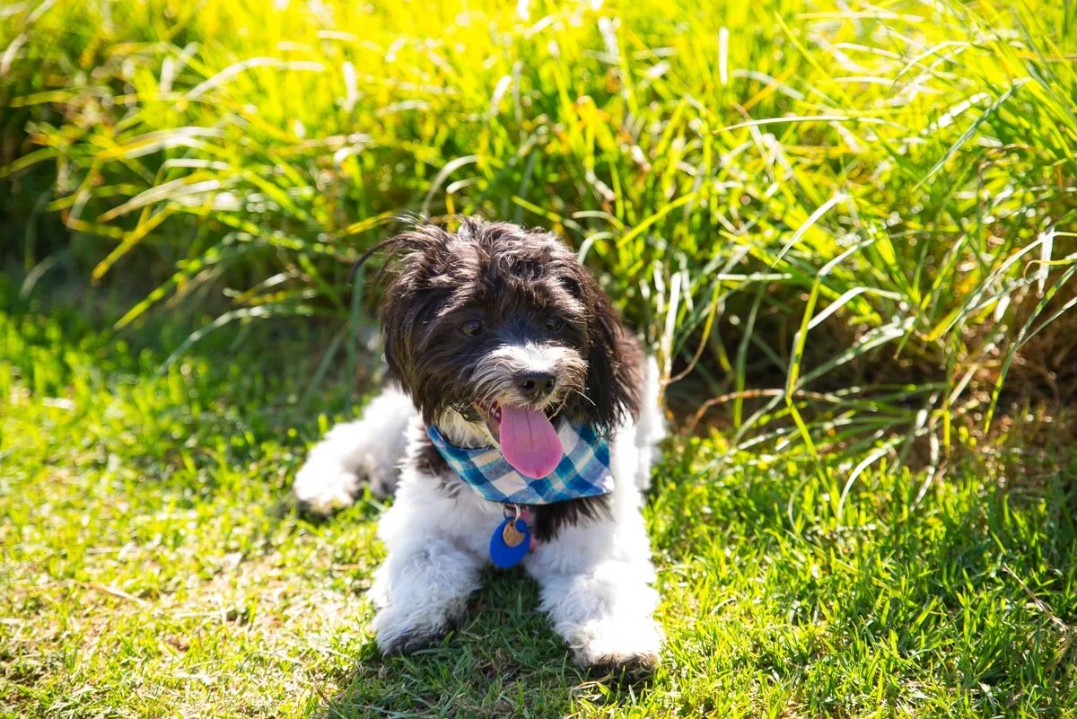 Best off lead dog walks in Auckland, with photos — Yellow Lab Pet