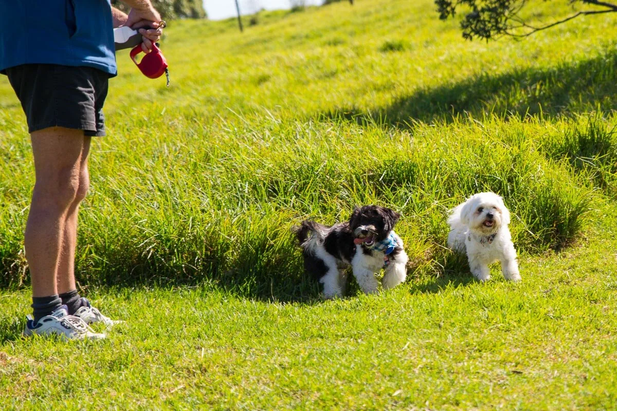 Best off lead dog walks in Auckland, with photos — Yellow Lab Pet