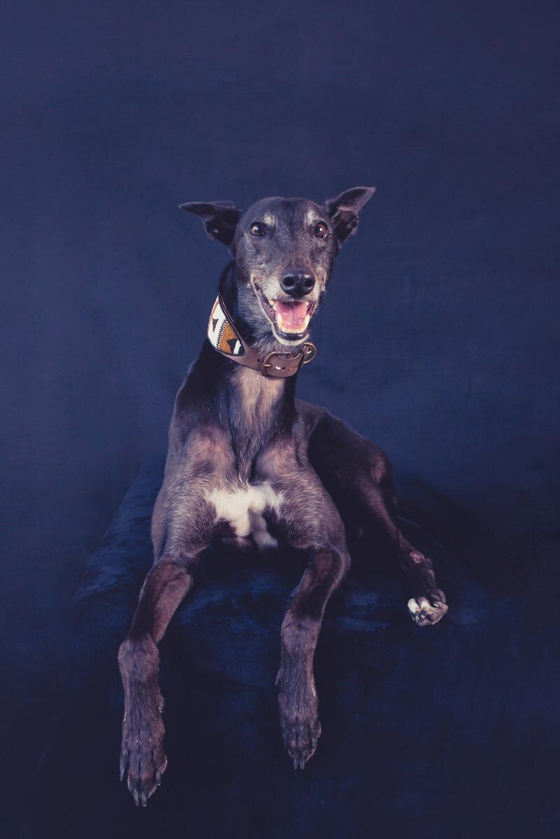 dogphotographer jean web (9 of 14).jpg