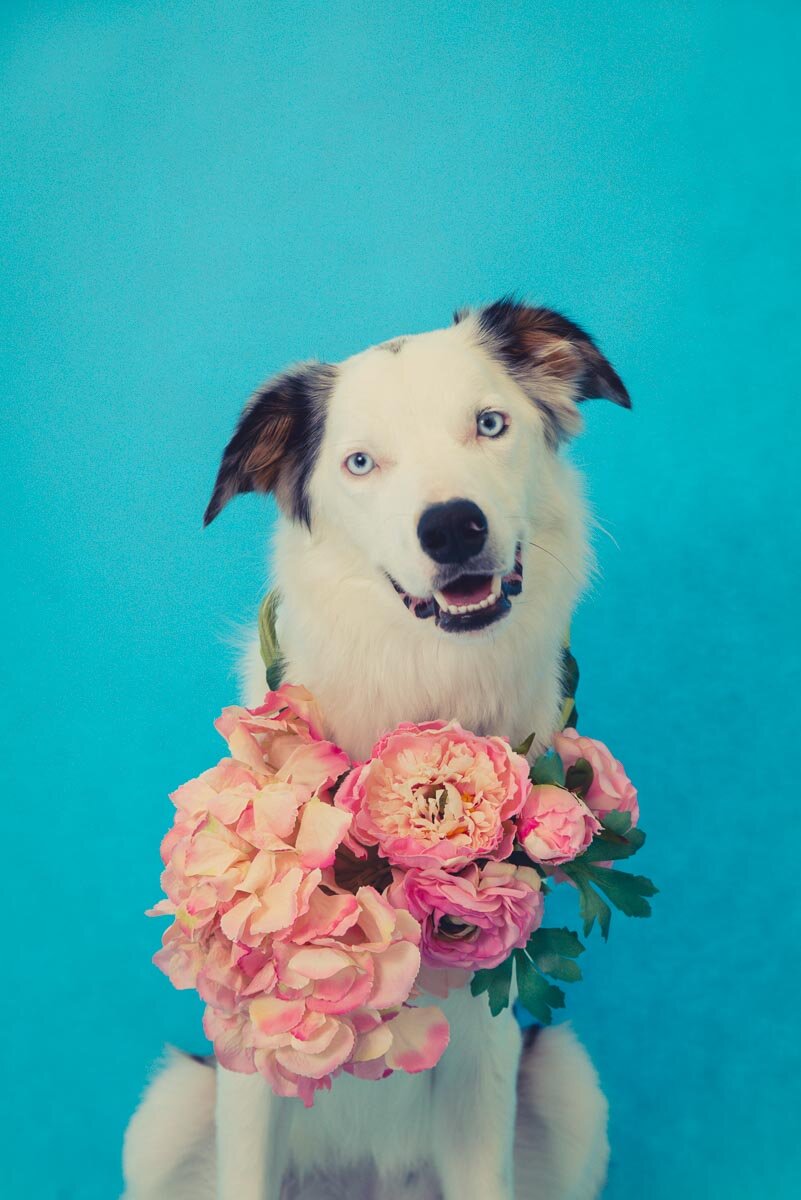 catahoula x puppy