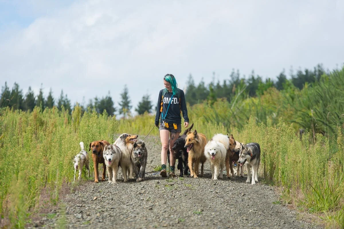 Join dog adventure pack walker for a day — Yellow Lab Pet Photographer