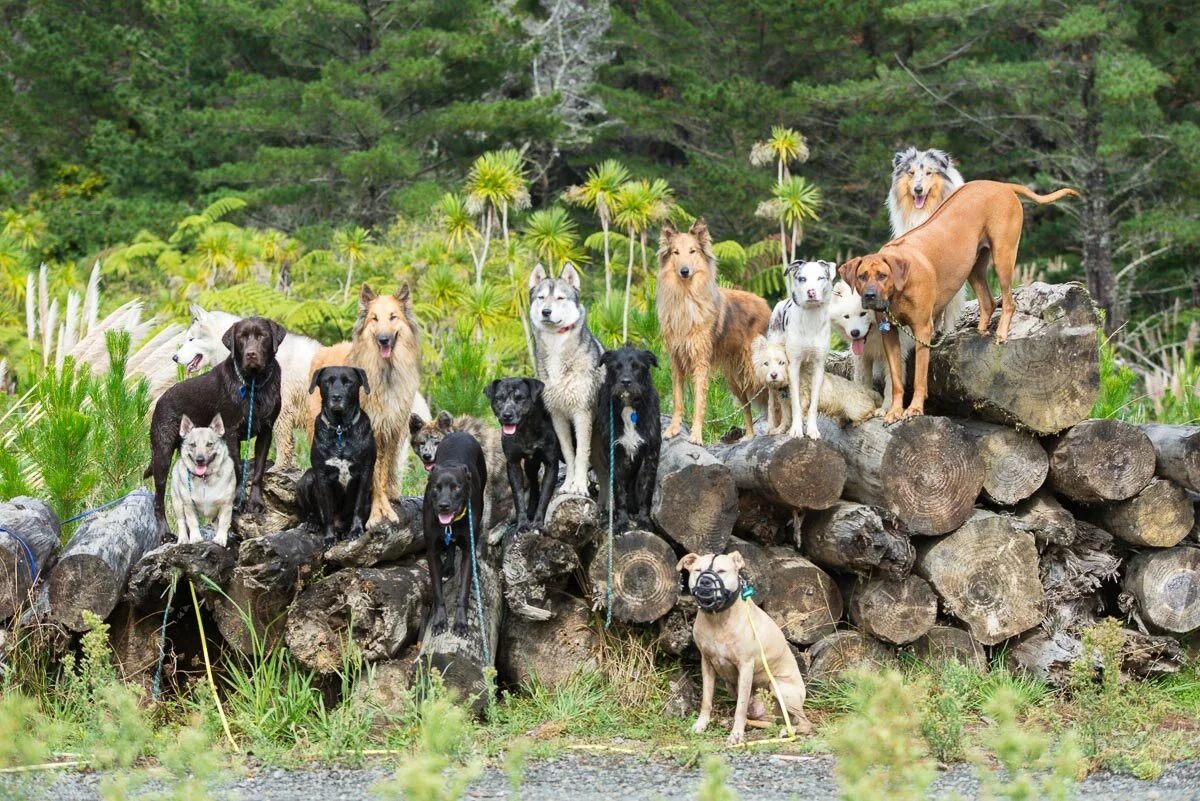 Join dog adventure pack walker for a day — Yellow Lab Pet Photographer