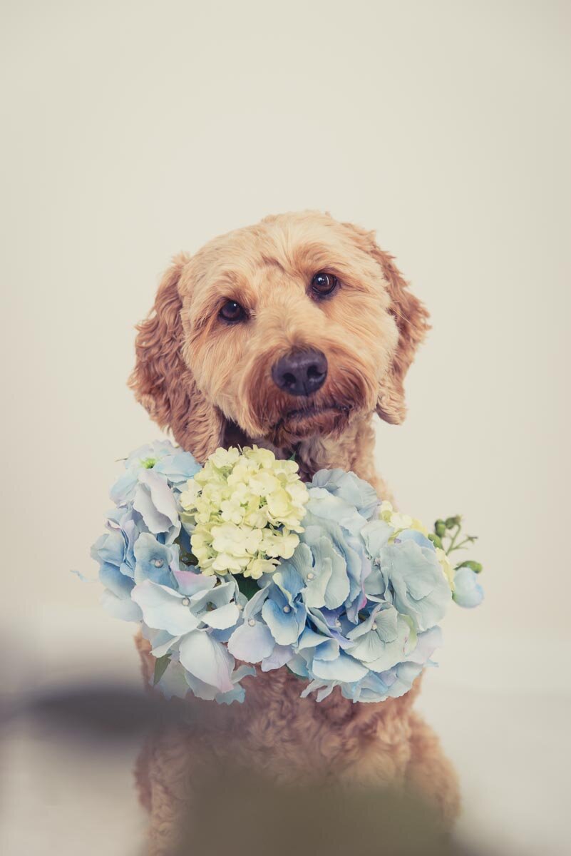 dog flower photo art