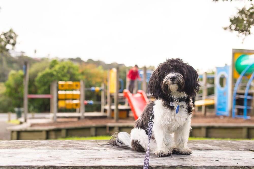 dog friendly auckland