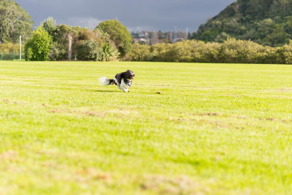 off lead dog auckland