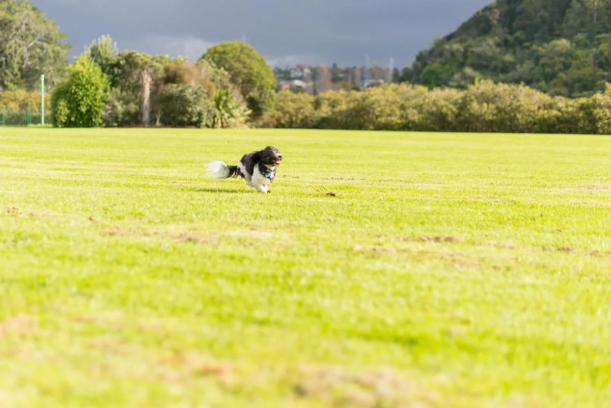 Best off lead dog walks in Auckland, with photos — Yellow Lab Pet Photographer