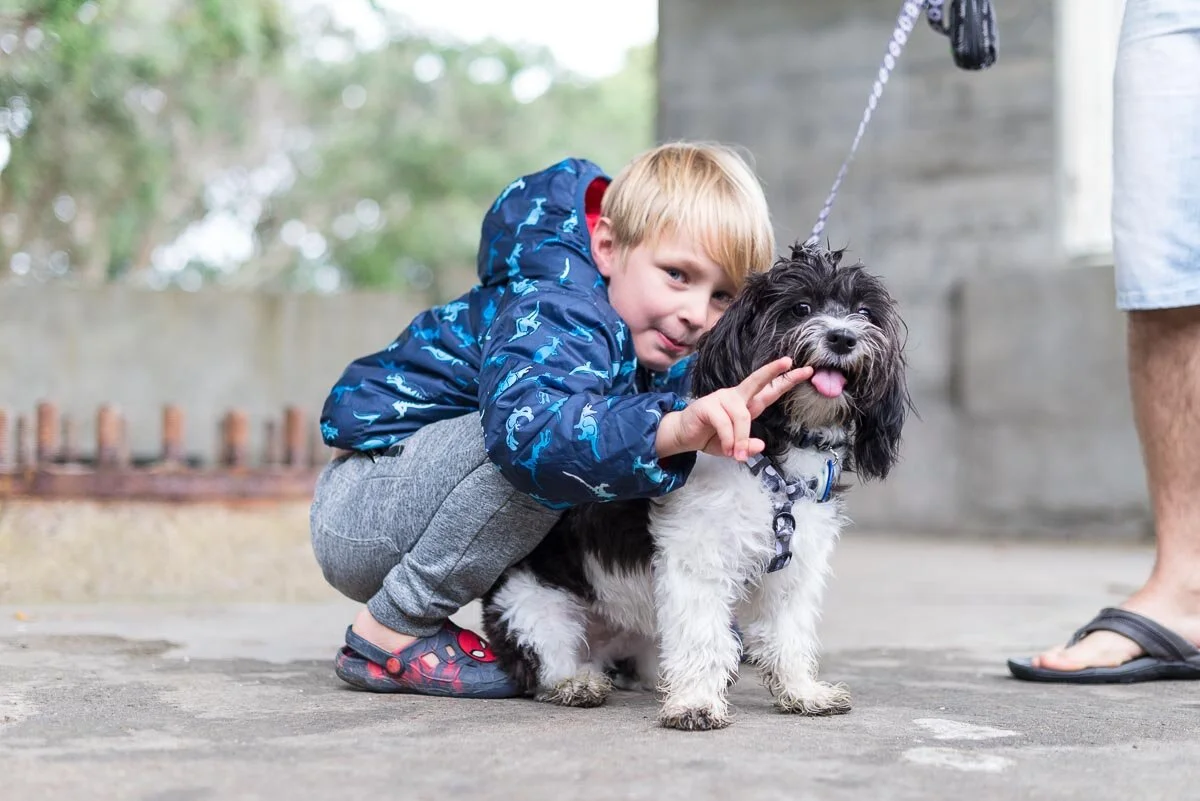 Best off lead dog walks in Auckland, with photos — Yellow Lab Pet