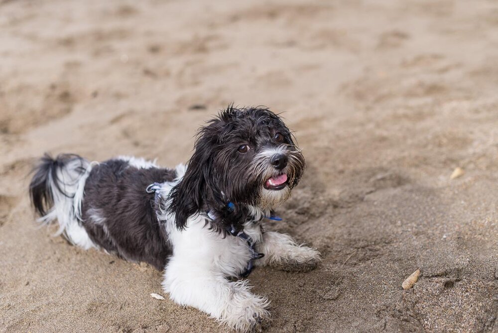 dog beach auckland