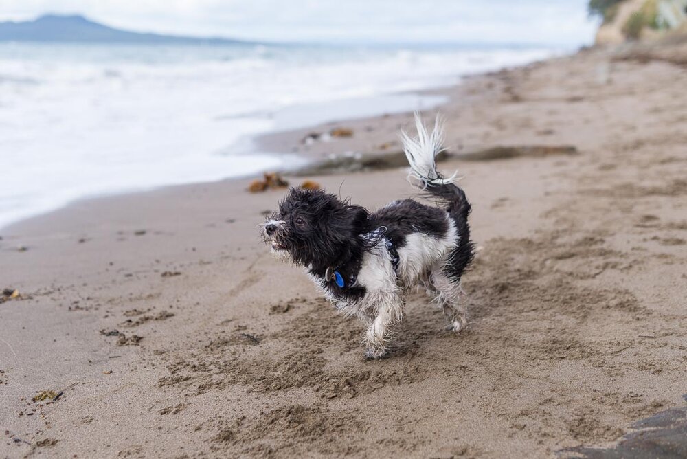 dog photographer beach auckland