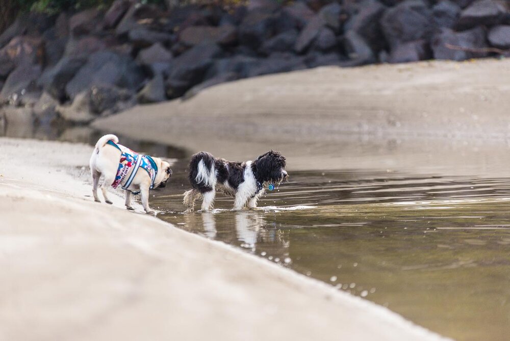 torbay dog photoshoot