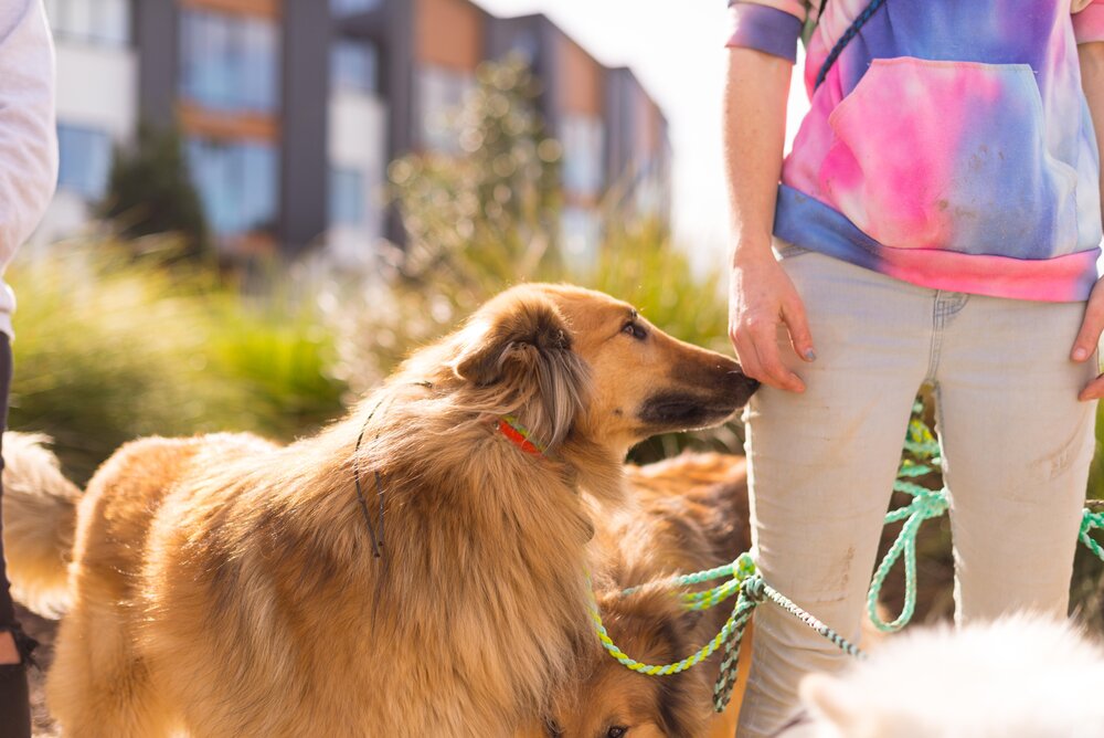 dog photographer auckland