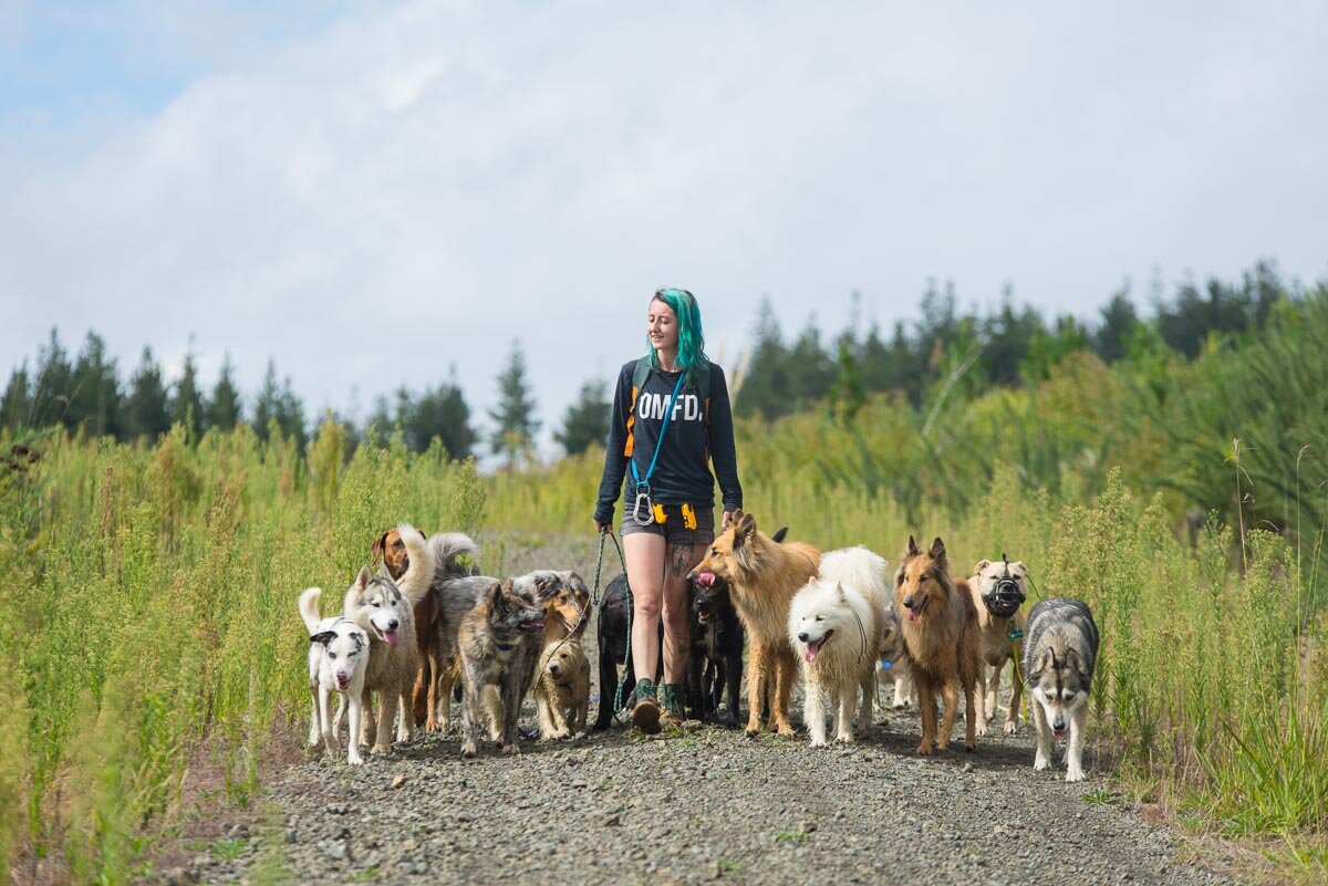 dog trainer auckland