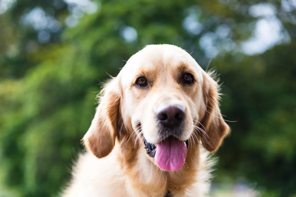 Online class: shoot like a pro in an hour — Yellow Lab Pet