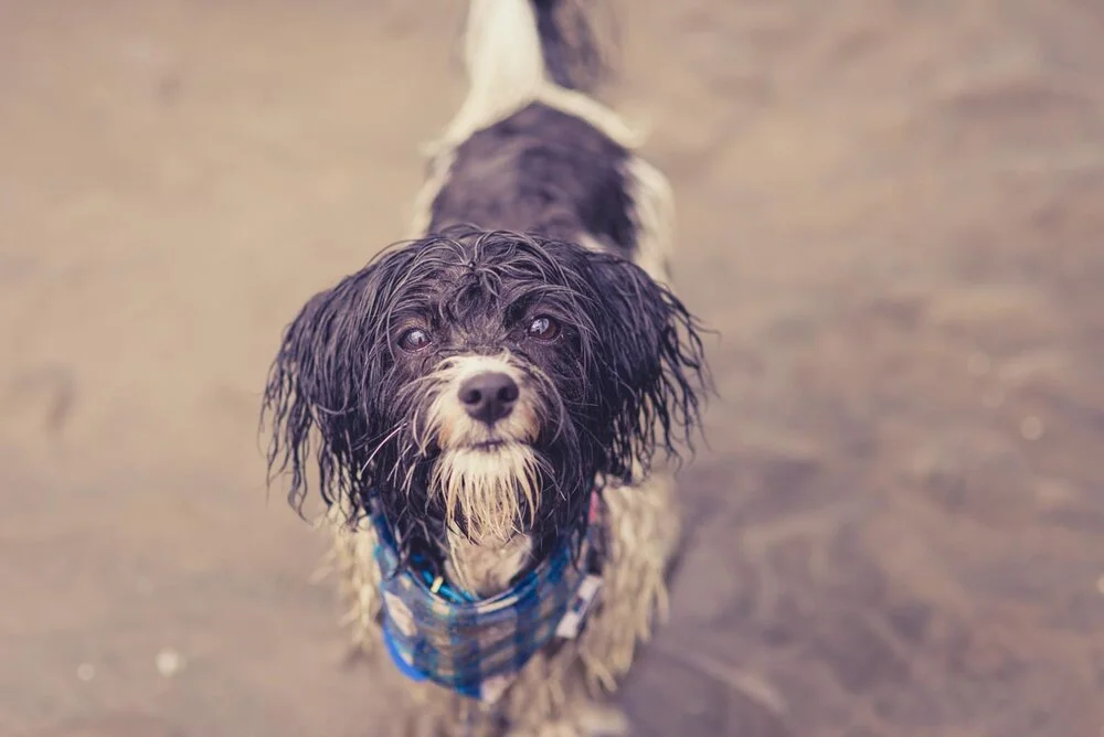 Auckland's best dog walks for epic photos — Yellow Lab Pet Photographer