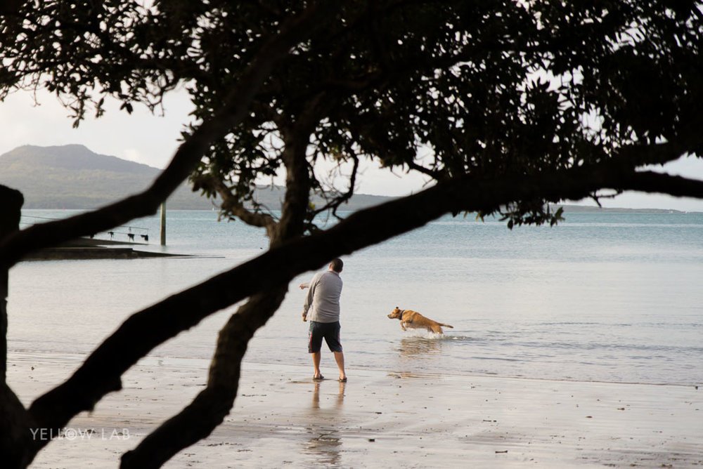 takapuna dog walk