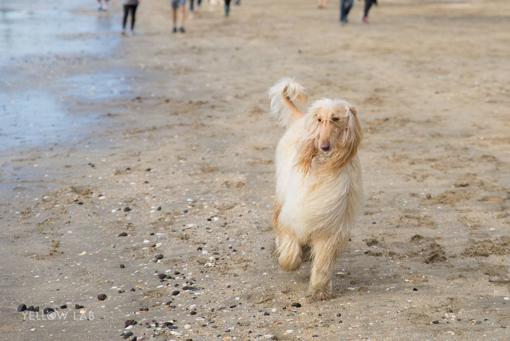 takapuna beach dog walk