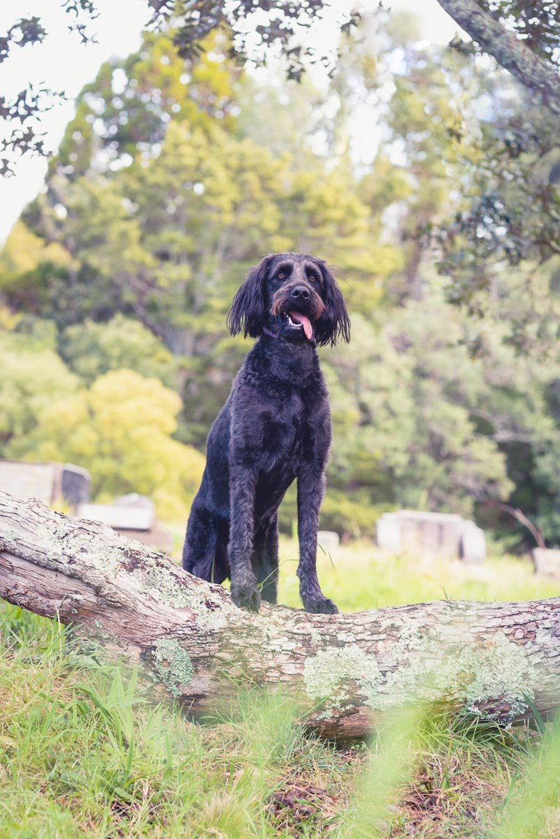 waikumete cemetery dog walk