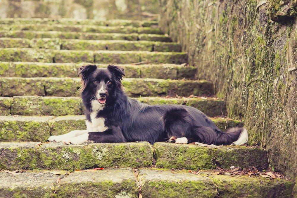 cornwall park dog photo walk