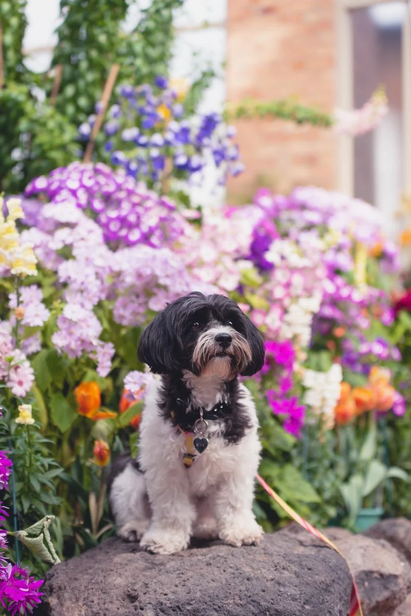 Springtime Dogs Photo Shoot Spring photoshoot with cherry blossoms — Yellow Lab Pet Photographer