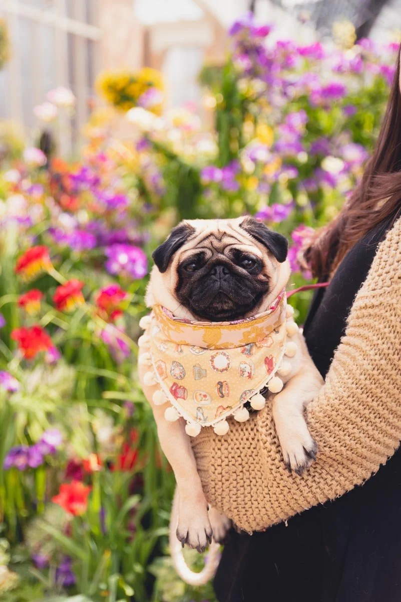 Springtime Dogs Photo Shoot Spring photoshoot with cherry blossoms — Yellow Lab Pet Photographer