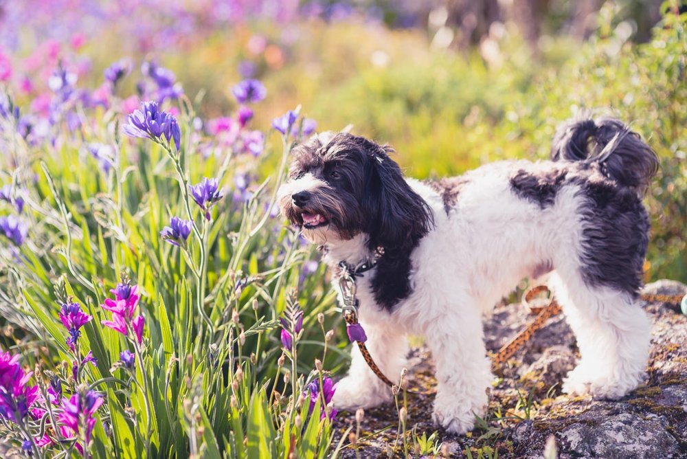 dog friendly botanic garden