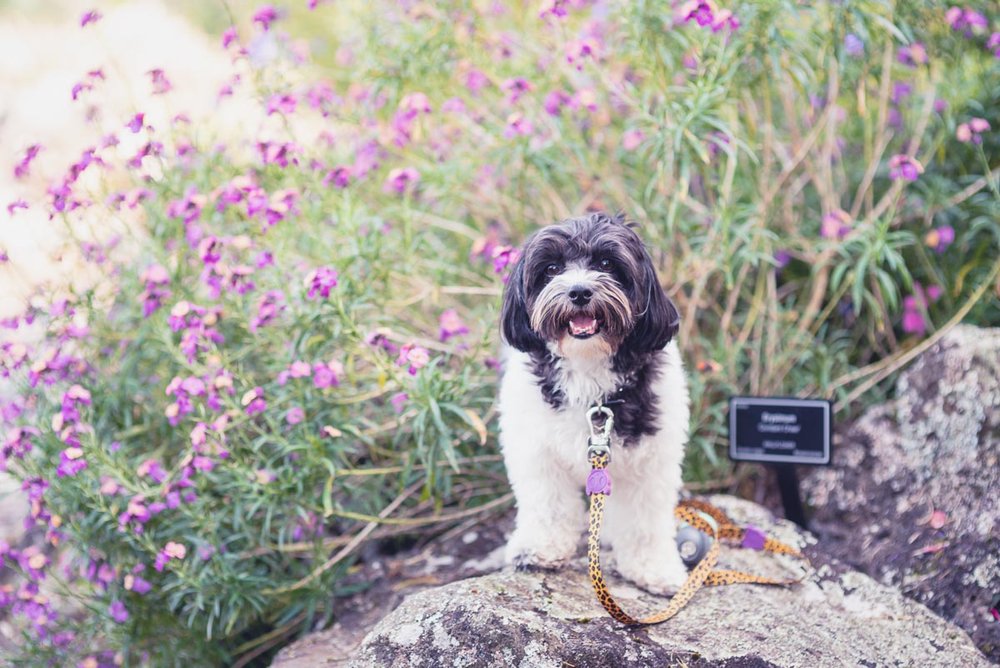 auckland botanic garden dog friendly